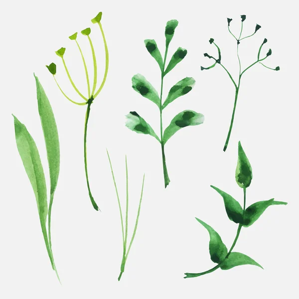 Conjunto de hierbas y hojas de acuarela — Vector de stock