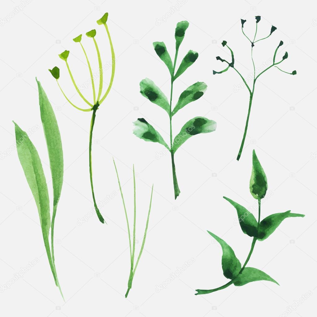 Set of watercolor herbs and leaves