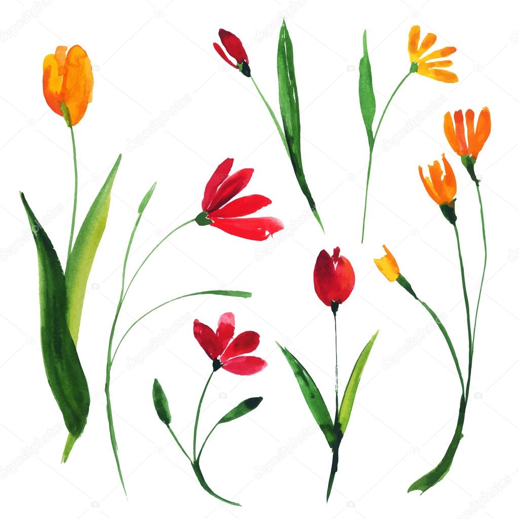Vector watercolor illustration set of flowers