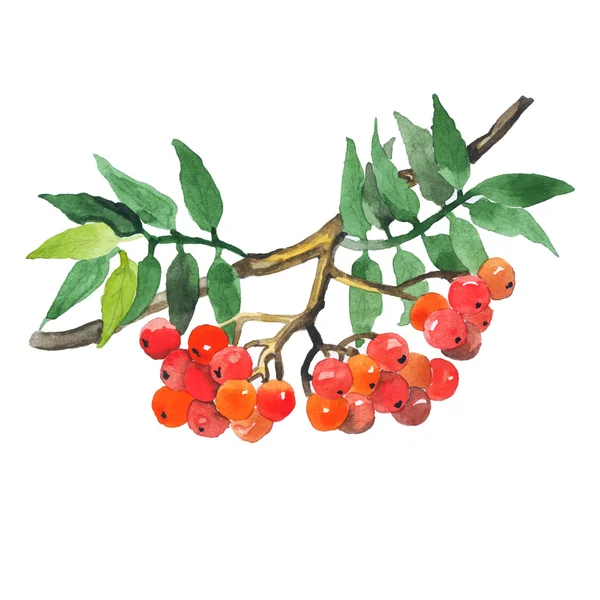 Suluboya elle çizilmiş yabani çilek. Vektör çizim