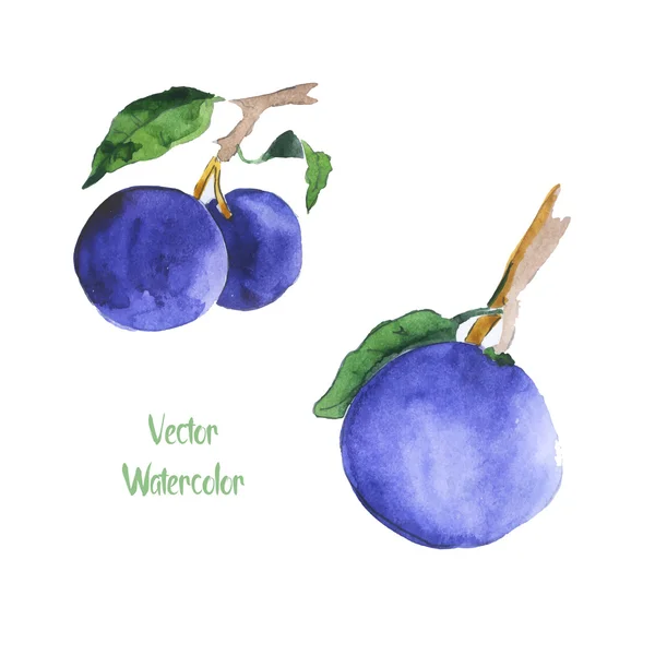 Ciruelas vectoriales acuarela — Vector de stock