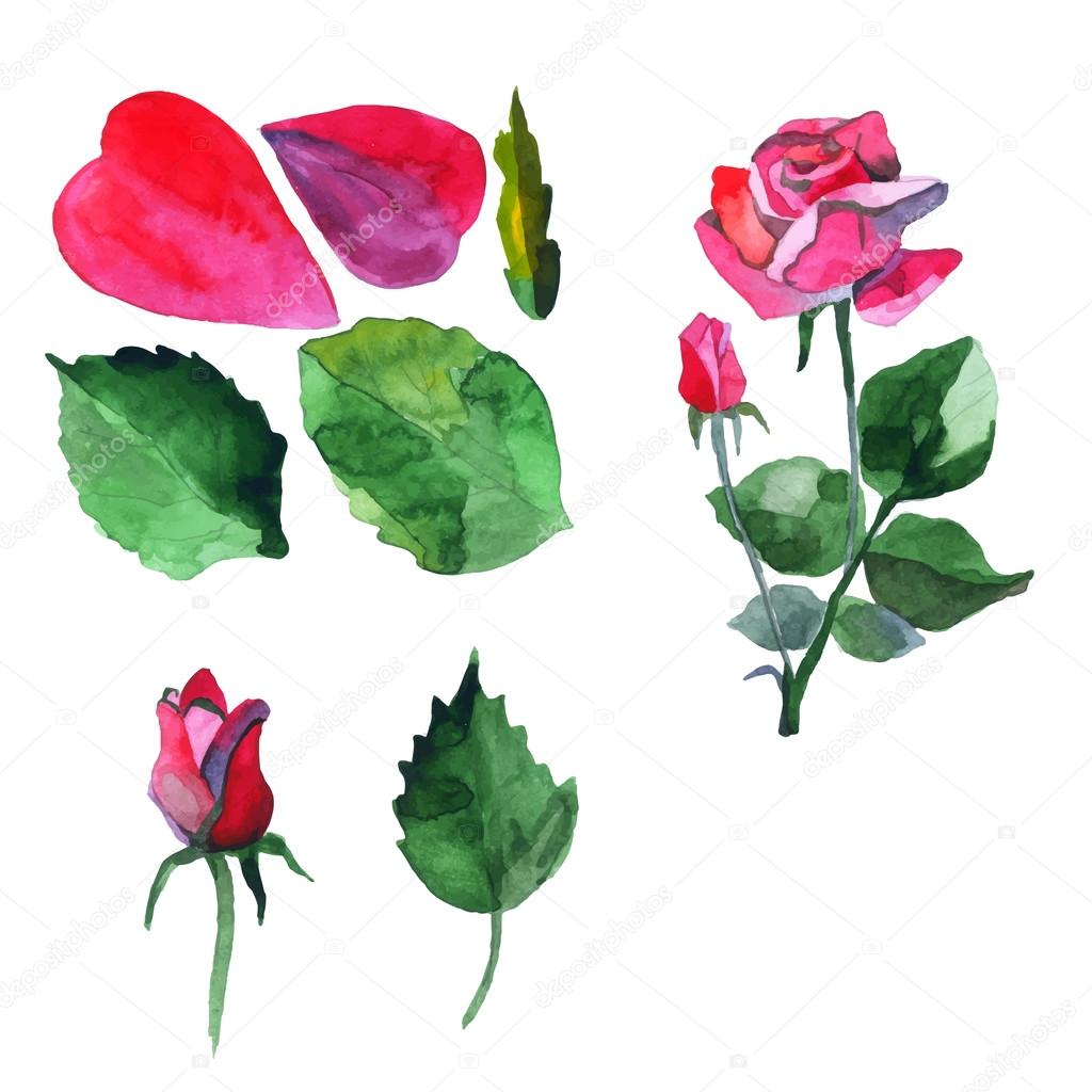 Vector floral set. Watercolor roses