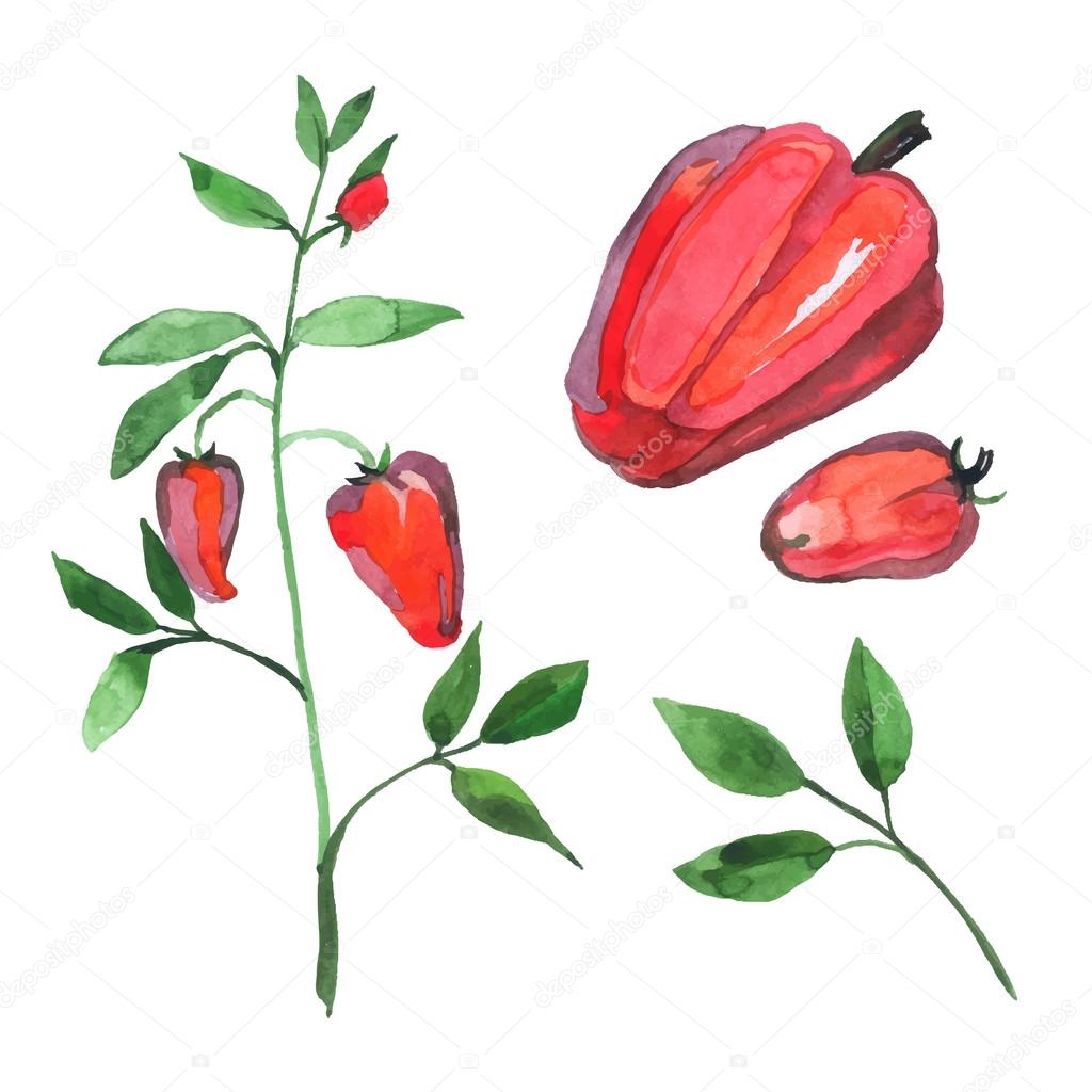 Set of watercolor red capsicum pepper plant