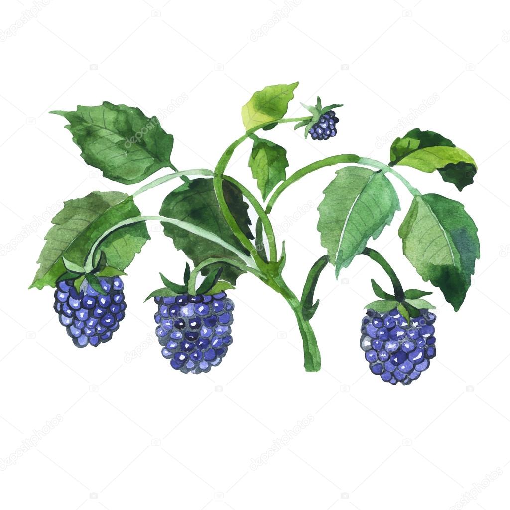 Watercolor hand drawn blue berries. Vector illustration