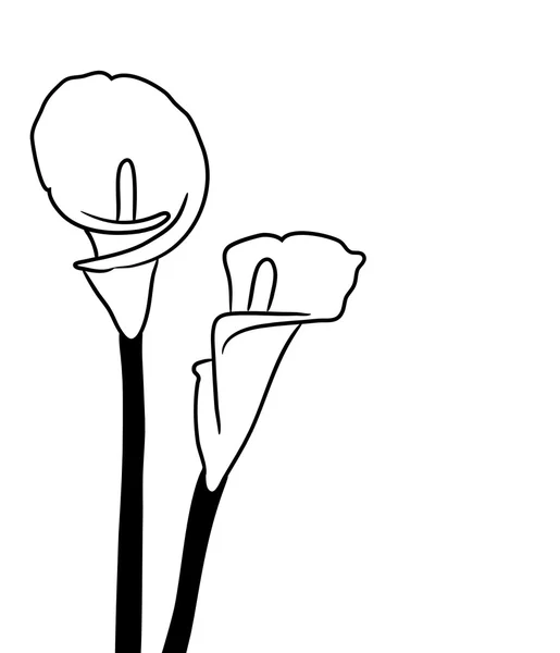 2,606 Calla lily Vectors, Royalty-free Vector Calla lily Images ...