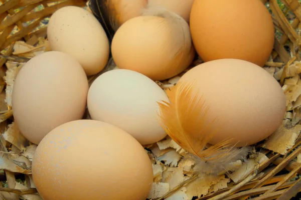 8個の自家製鶏の卵と羽のついたおがくず — ストック写真