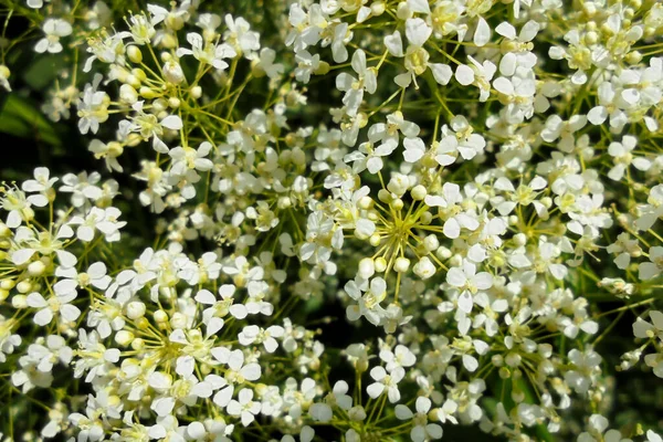 Bellissimi Fiorellini Bianchi Infiorescenze Sfondo Naturale Fuoco Selettivo Bokeh — Foto Stock