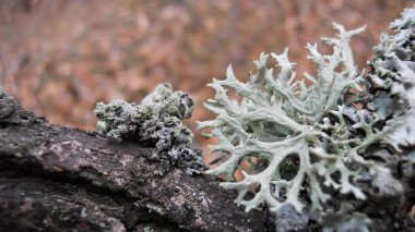 Parmelia sulcata (lat. Parmelia sulcata) Sandıkta gümüş bir liken ve bulanık bir sonbahar arkaplanı. Seçici odak