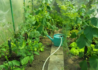 Yeşil plastik sulama kutusu, salatalık, marul, dereotu ve domateslerin yetiştiği bir seradaki hortumla doludur..