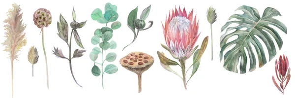마른 꽃 과 프로 테아 꽃 그리고 몽테라 꽃으로 이루어진 수채화 세트 — 스톡 사진