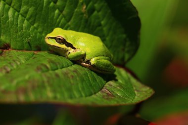 Küçük yeşil kurbağanın üzerindeki yaprak.