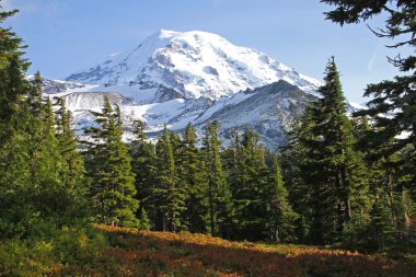 Mount Rainier ağaçları ile.