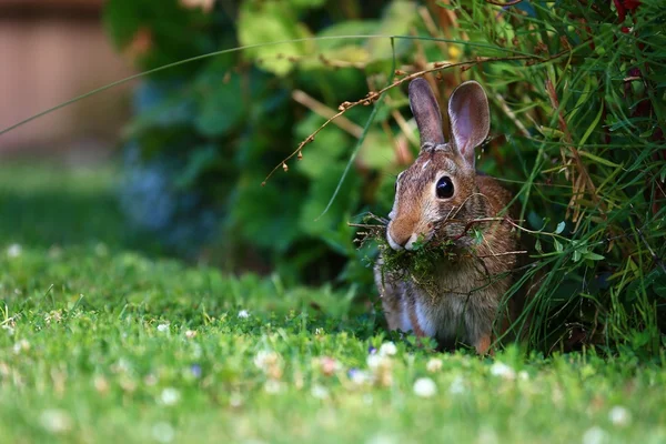 A common brown rabbit sitting on grass with food in it's mouth. — Stock Photo, Image