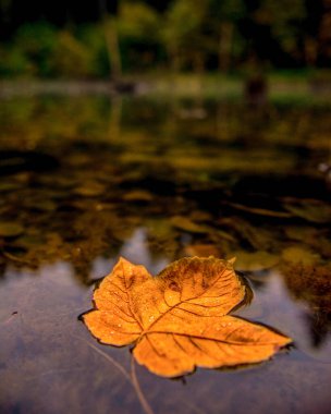 Ormandaki göl manzarası