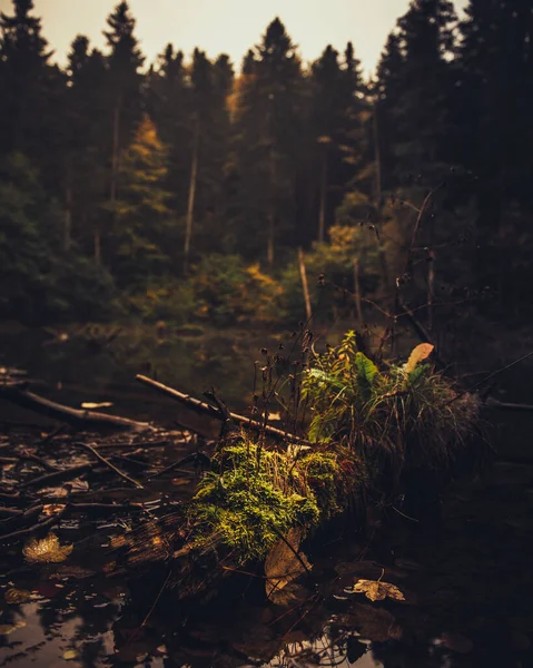 Paesaggio Con Lago Nella Foresta — Foto Stock