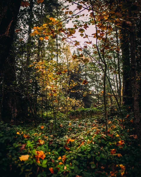 Autunno Nella Foresta — Foto Stock