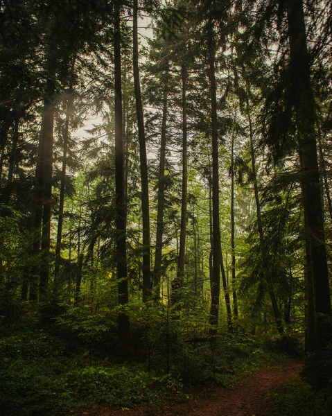 Autunno Nella Foresta — Foto Stock