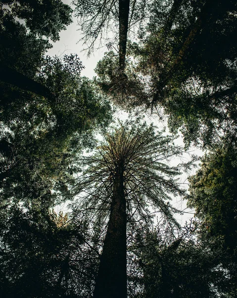 Sole Che Splende Tra Gli Alberi — Foto Stock