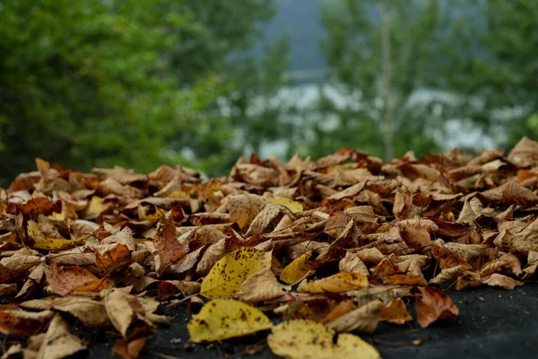 Feuilles Automne Sur Sol — Photo