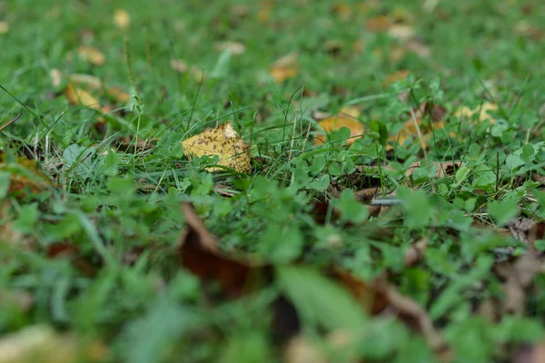 Κίτρινα Φύλλα Στο Γρασίδι — Φωτογραφία Αρχείου