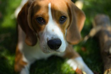  Çimlerde köpek yavrusu