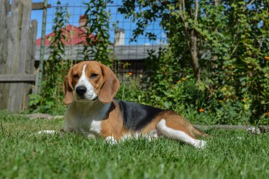  Çimlerde köpek yavrusu