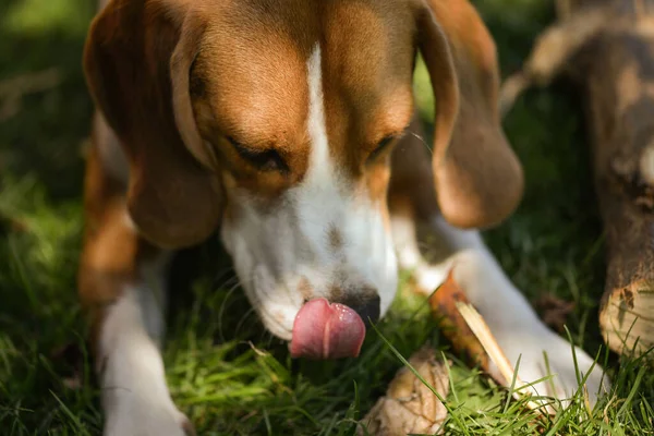 Beagle Valp Gräset — Stockfoto