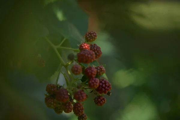 Blackberry Bush Garden — Stock Photo, Image