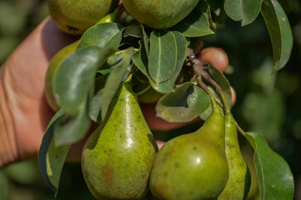 Peras Árbol — Foto de Stock