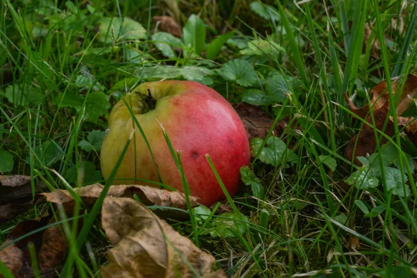 Κόκκινα Μήλα Στο Γρασίδι — Φωτογραφία Αρχείου
