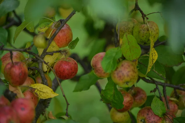 Manzanas Rojas Una Rama — Foto de Stock