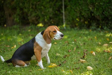  Çimlerde köpek yavrusu