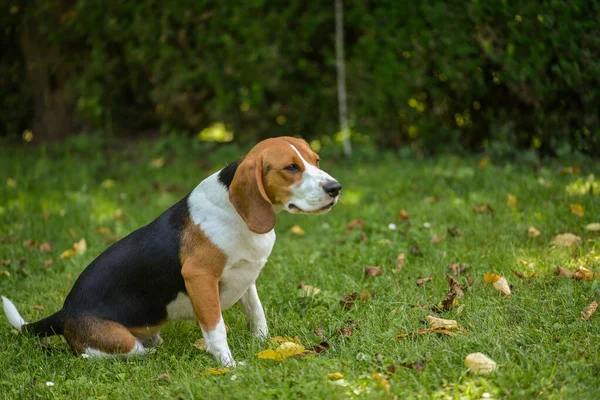 Beagle Valp Gräs — Stockfoto