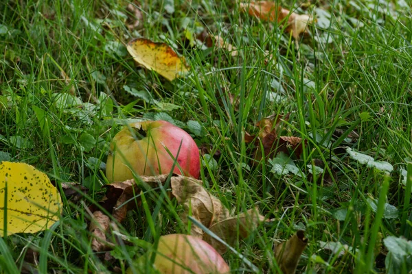 Manzana Hierba — Foto de Stock