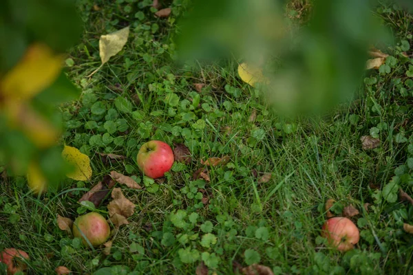 Pomme Dans Herbe — Photo