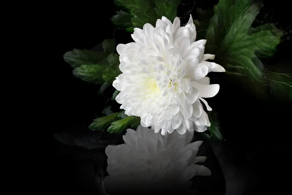 Flor de crisantemo blanco — Foto de Stock