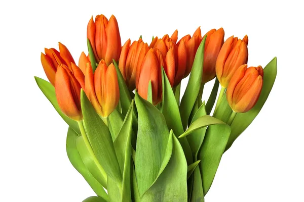Frühlingsstrauß aus Tulpen — Stockfoto