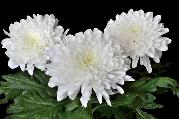 Tři krásné bílé chrysanthemum květiny — Stock fotografie