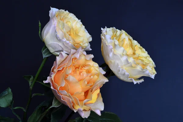 Bouquet von Creme-Rosen aus nächster Nähe — Stockfoto