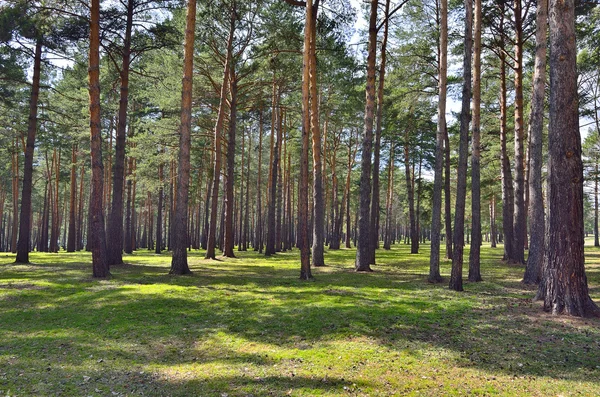 Soleado día de primavera en un parque de pinos —  Fotos de Stock