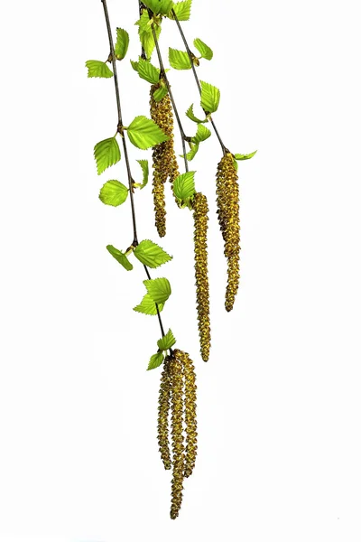 Twigs of a birch tree with green leaves and catkins. — Stock Image Twigs of a birch tree with green leaves and catkins. Stock Picture