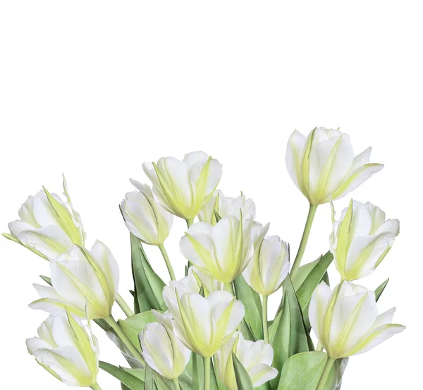 Lente boeket van witte en gele tulpen — Stockfoto