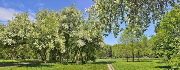 Панорама весеннего городского парка с цветущими яблонями — стоковое фото