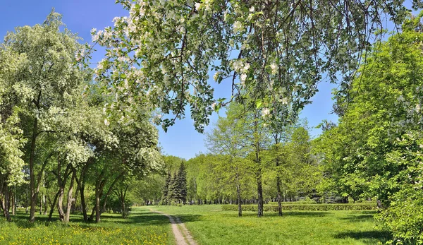 Paisaje primaveral del parque urbano con manzanos en flor — Foto de Stock