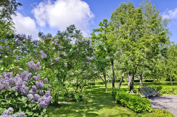 Bir çiçekli rowan ağacı ve leylak altında tezgah 