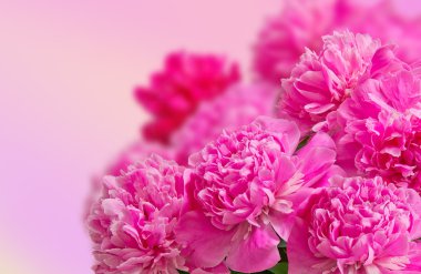 Yüksek bir anahtardaki pembe peonies hassas büyük buket
