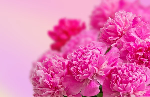 Λεπτή μεγάλο μπουκέτο από ροζ peonies σε ένα υψηλό κλειδί — Φωτογραφία Αρχείου