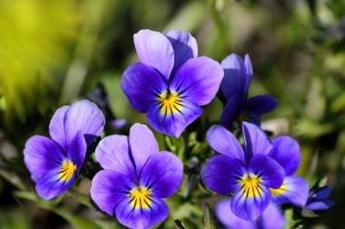 Yabani Menekşe ile çiçek arka plan