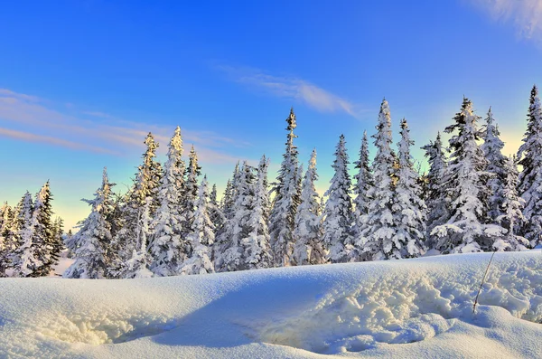 Winter forest op de zachte kleuren van de ondergaande zon — Stockfoto