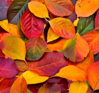 Renkli sonbahar yaprakları arkaplanı